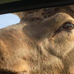 Parc Omega(パークオメガ)に行ってきました